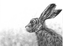 Listening Hare II by Nolon Stacey