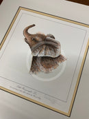 Little Heavyweight-Two, Limited Edition African Elephant Print by Warwick Higgs- Last One