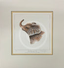 Little Heavyweight-Two, Limited Edition African Elephant Print by Warwick Higgs- Last One