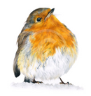 Little Red, Robin by Nicola Gillyon