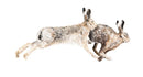 March Madness Hare Print by Nicola Gillyon