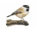 Marsh Tit, Limited Edition Print by Nicola Gillyon - 14 x 11’’ - Limited Edition Print
