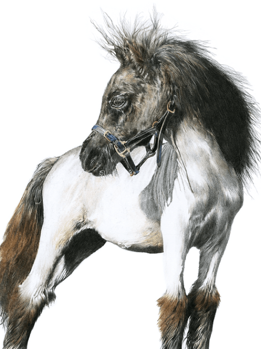 Minuet, Shetland Pony Print by Nicola Gillyon