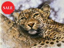 Mischief,  Limited Edition Wildlife Big Cat Leopard  Print by Lyndsey Selley
