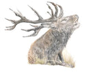 Morning Call by Nicola Gillyon - 14 x 11’’ - Limited Edition Print