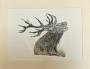 Morning Call, Limited Edition Print by Nicola Gillyon - 14 x 11’’ - Limited Edition Print