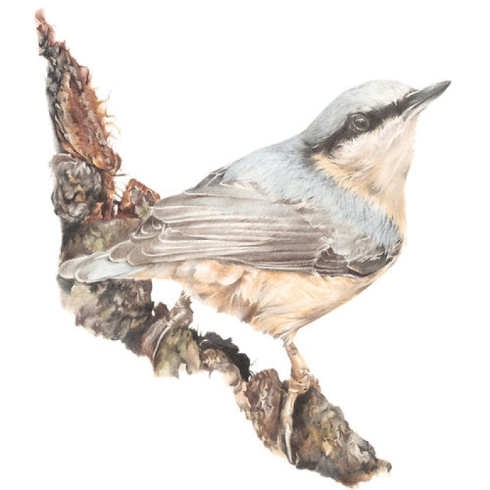 Mud Dabbler Bird By Nicola Gillyon