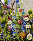 Mystic Meadow - Dreams Of Summer (24X24) Original Painting By Rozanne Bell