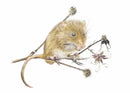 Nibbler, Limited Edition Print by Nicola Gillyon - Limited Edition Print