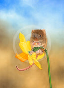 Nibbles (Mouse on Daffodil) by Janine Lees