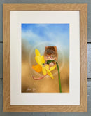 Nibbles (Mouse on Daffodil) by Janine Lees Framed