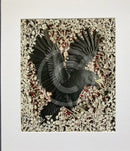 Night Glider, Giclée Print of a Crow by Anna Cook
