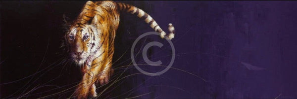 Night Passage, Tiger Print by Amanda Stratford 