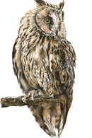 Night Watchman Owl By Nicola Gillyon