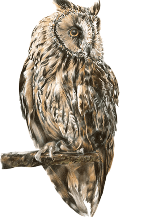 Night Watchman Owl By Nicola Gillyon