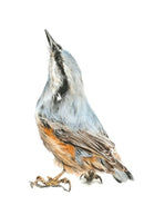 Nuthatch By Nicola Gillyon