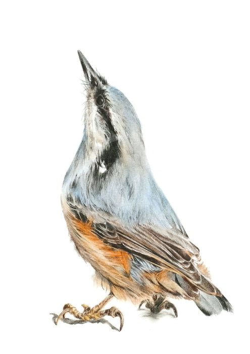 Nuthatch By Nicola Gillyon