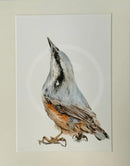 Nuthatch, Limited Edition Print by Nicola Gillyon - 14 x 11’’ - Limited Edition Print