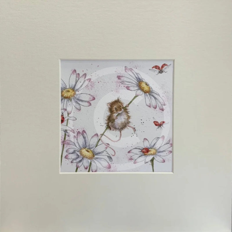 Oops a Daisy by Hannah Dale