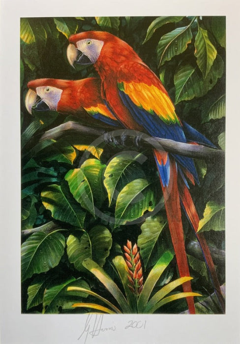 Parrots Print by Greg Harris