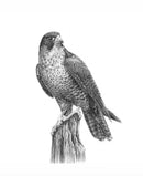 Peregrine Falcon by Nolon Stacey