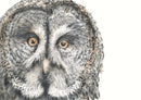 Phantom by Nicola Gillyon - 14 x 11’’ - Limited Edition Print