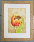 Pikachu (Mouse on Tulip) by Janine Lees Framed