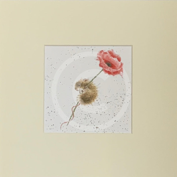 Poppy by Hannah Dale