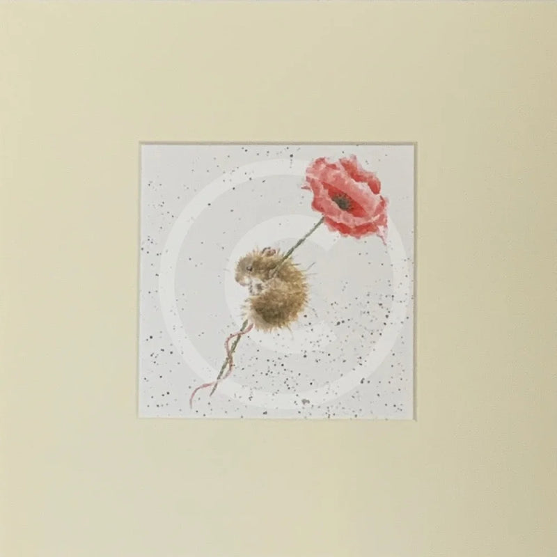 Poppy by Hannah Dale