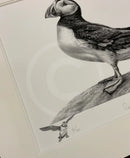 Puffin By Nolon Stacey Artist Remarque