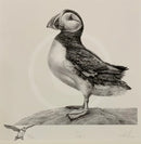 Puffin By Nolon Stacey Artist Remarque