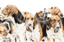Ready For Off, Foxhounds by Nicola Gillyon