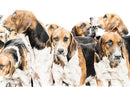 Ready For Off, Foxhounds by Nicola Gillyon