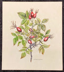 Rosehips I by Natalja Olejnicka — miniature mixed media botanical painting of a thorny rose branch laden with deep red rosehips and serrated leaves on pale green marbled mountcard

