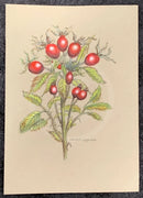 A botanical art painting depicting a cluster of red rose hips on a leafy stem, painted on aged beige paper and photographed against a dark textured background.