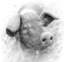 Saddleback Pig by Nolon Stacey (square)