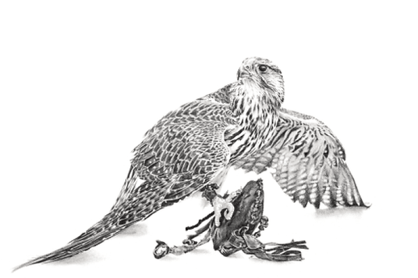 Saker Falcon On Bag Bird Of Prey By Nicola Gillyon