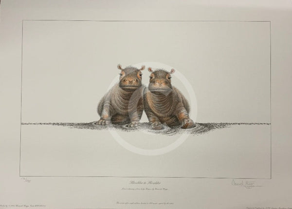 Shoulder to Shoulder Limited Edition African Hippo Print by Warwick Higgs- Last One