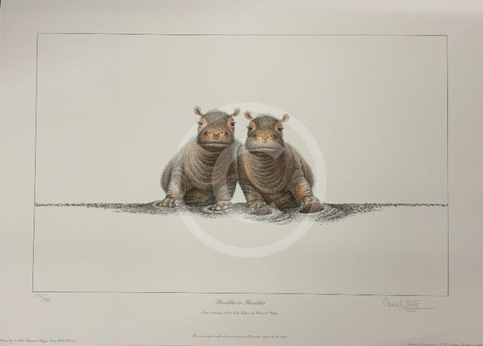 Shoulder to Shoulder Limited Edition African Hippo Print by Warwick Higgs- Last One