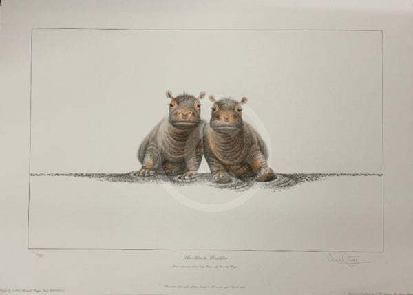 Shoulder to Shoulder Limited Edition African Hippo Print by Warwick Higgs- Last One