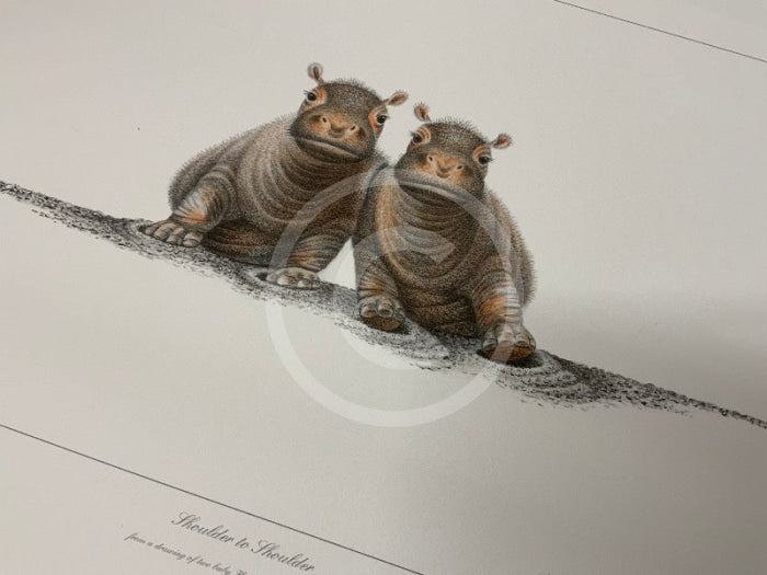 Shoulder to Shoulder Limited Edition African Hippo Print by Warwick Higgs- Last One
