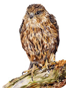 Sitting Pretty, Bird of Prey by Nicola Gillyon