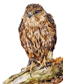 Sitting Pretty, Bird of Prey by Nicola Gillyon