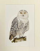 Snowy, Limited Edition Print by Nicola Gillyon - 14 x 11’’ - Limited Edition Print