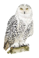 Snowy by Nicola Gillyon - 14 x 11’’ - Limited Edition Print