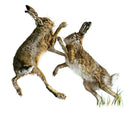 Sparring Partners, Boxing Hares by Nicola Gillyon