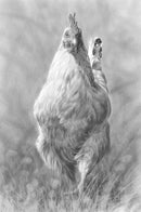 Strutting Sussex By Nolon Stacey