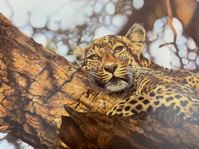 That Time Of Day, Wild Cat Limited Edition Print by Lyndsey Selley