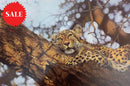 That Time Of Day, Wild Cat Limited Edition Print by Lyndsey Selley
