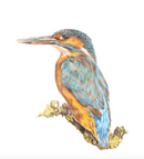 The Fishing King ( Kingfisher) by Nicola Gillyon